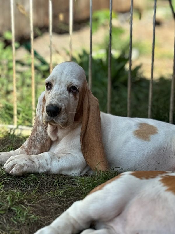 Of Harroue Castle - Chiot disponible  - Basset Hound