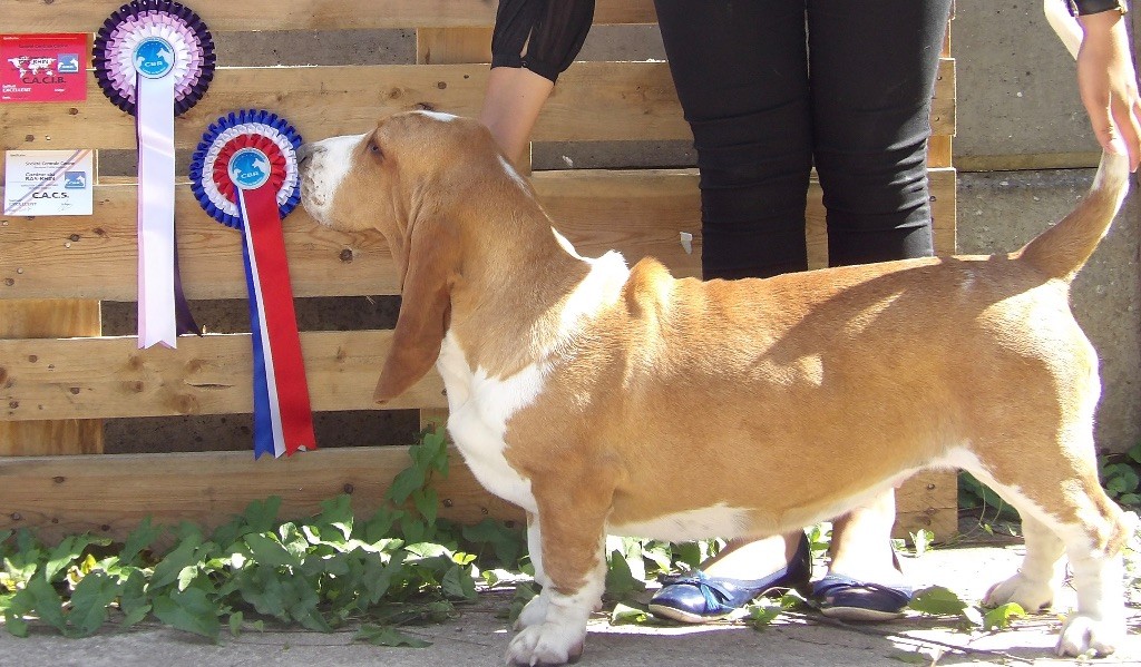 Miss dior du Haras de la Vergne
